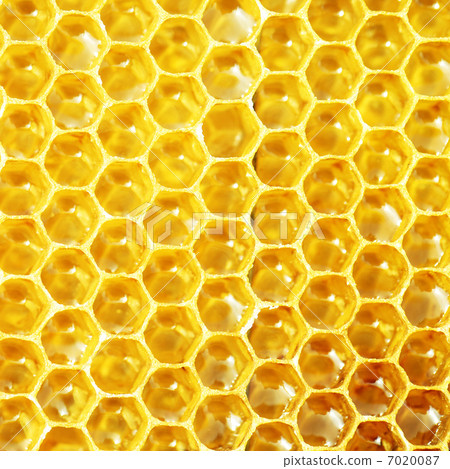 unfinished honey making in honeycombs 7020087