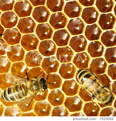 bees work on honeycomb with sweet honey 7020088