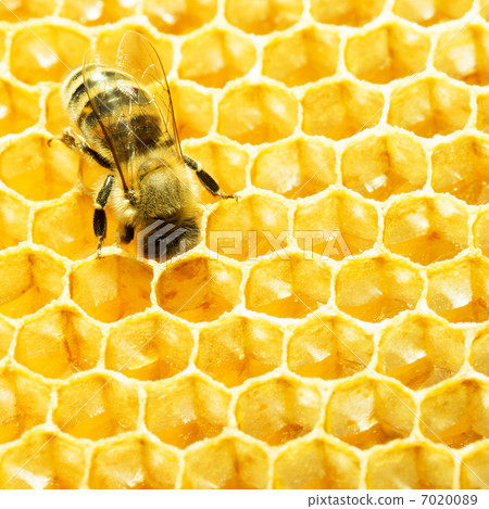 bees work on honeycomb with sweet honey 7020089