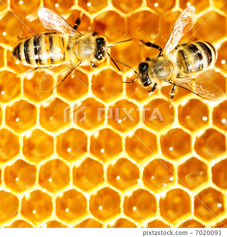 bees work on honeycomb with sweet honey 7020091