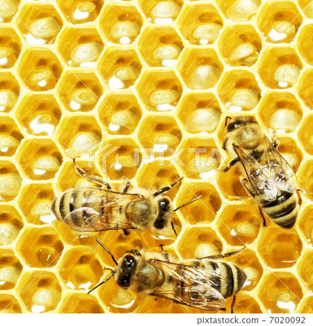 bees work on honeycomb with sweet honey bees work on honeycomb with sweet honey 7020092