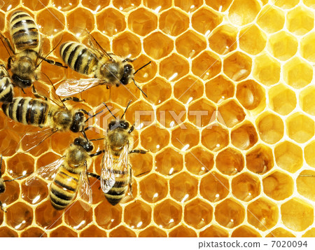 bees work on honeycomb with sweet honey 7020094