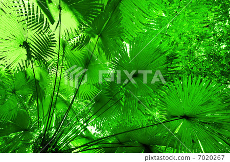 Jungle forest background. Plant leaves in tropical rainforest 7020267
