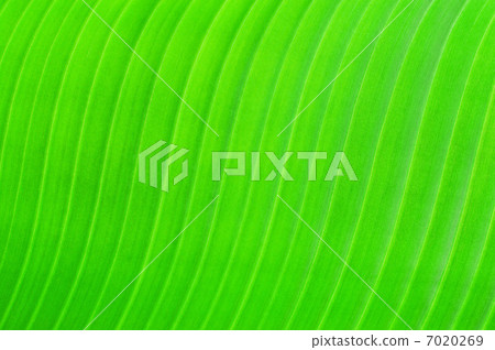 Green texture of banana leaf. Nature background Green texture of banana leaf. Nature background 7020269