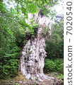 Yakushima - Jomon cedar 7020540
