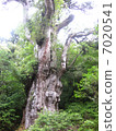 Yakushima - Jomon cedar 7020541