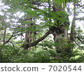Yakushima - Couple cedar 7020544