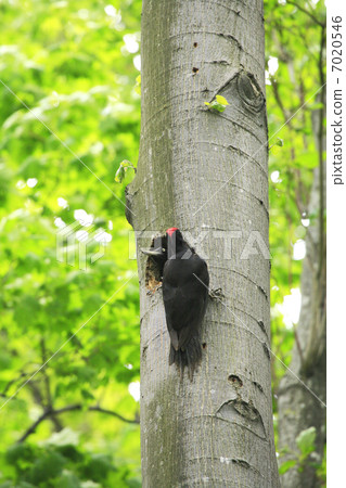 黑啄木鳥 7020546