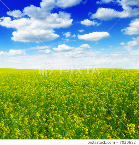 spring field and blue sky 7020652