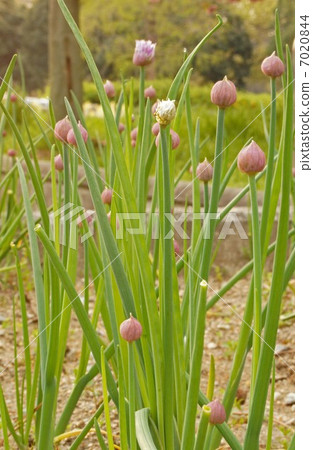 Chives before flowering Chives before flowering 7020844