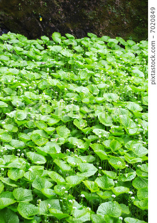 Spring wasabi field 7020849