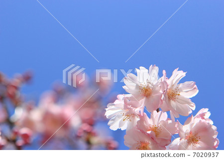 Yaigaku Higan 7020937