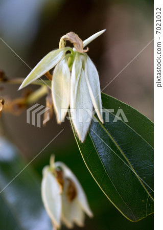 舟山新木姜 7021012