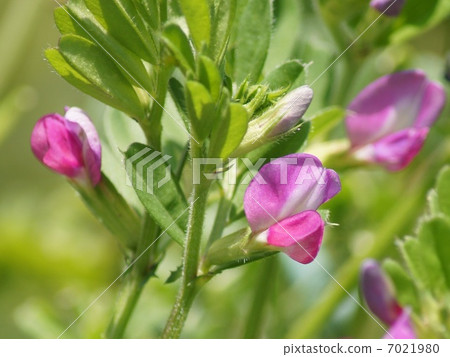 Yahazu Endo (official name): Karasuno pea Yahazu Endo (official name): Karasuno pea 7021980