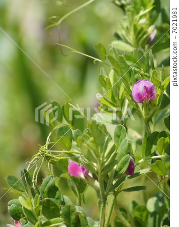 Yahazu Endo (official name): Karasuno pea Yahazu Endo (official name): Karasuno pea 7021981