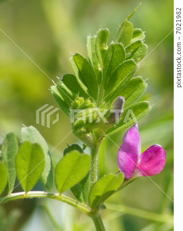 Yahazu Endo (official name): Karasuno pea 7021982