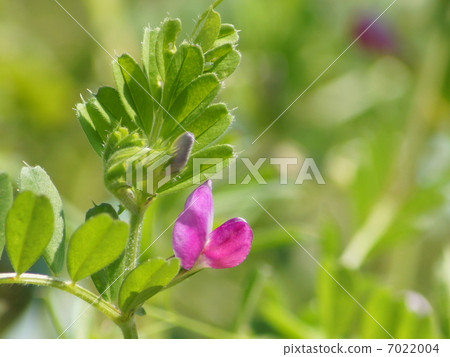 Yahazu Endo（官方名稱）：Karasuno豌豆 7022004