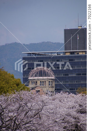 原子彈圓頂和櫻花 7022166