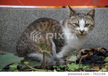 一隻貓 7022168