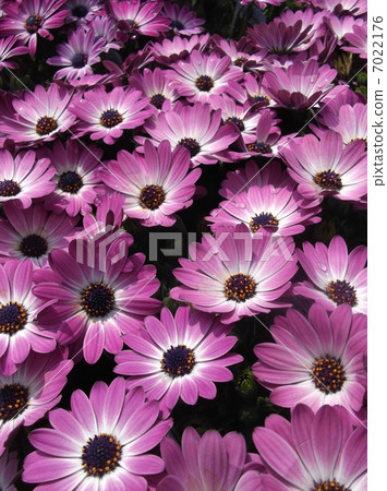 在五月裝飾花壇的菊科植物 照片素材 圖片 圖庫