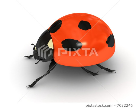 Ladybird over white background Ladybird over white background 7022245