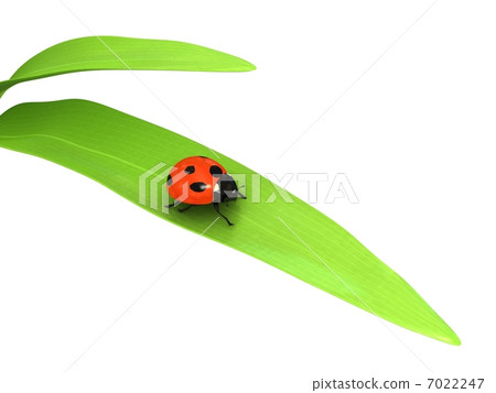 Ladybird over white background Ladybird over white background 7022247