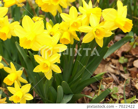 Titatate(黃色):迷你水仙花 Titatate(黃色):迷你水仙花 7022422