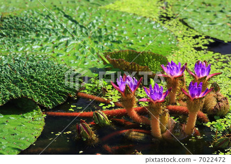 Onibus flowers 7022472