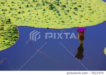 One flower of onivas 7022474