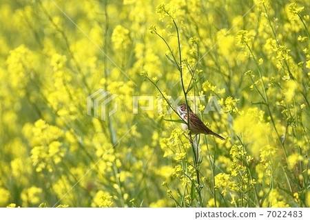 Hoakka和馬芥末 7022483