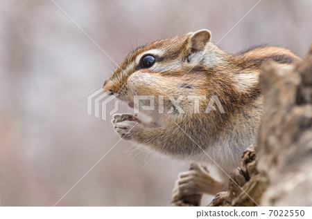Wild Ezo Chipmunk Wild Ezo Chipmunk 7022550