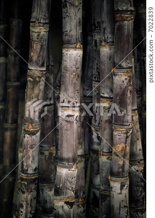 Sugar Cane 7022839