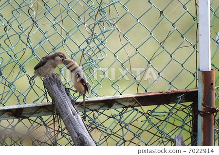餵養魔族的幼鳥 7022914