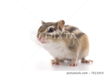 Chipmunk 7022954