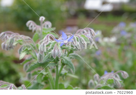 Borisa Borisa 7022960