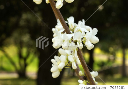 White flower of Hanazu Ow 7023261
