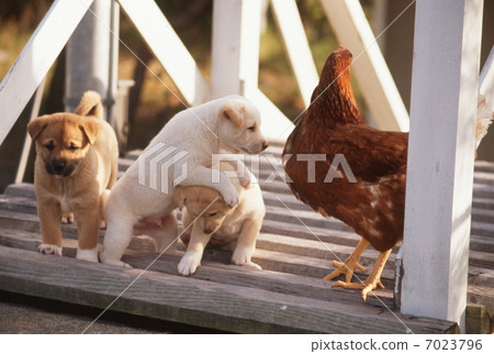 Puppy and chicken Puppy and chicken 7023796