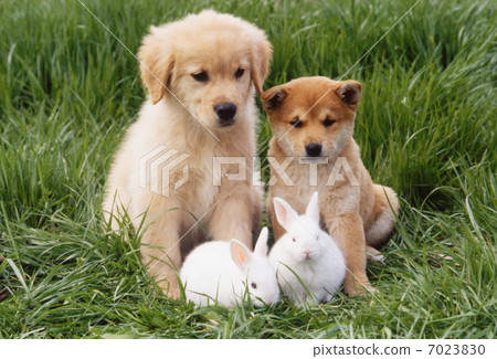 Golden Retriever Shiba Inu And White Rabbit Stock Photo