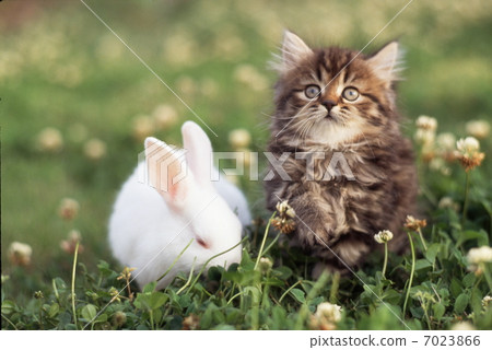 Kitten and white rabbit Kitten and white rabbit 7023866