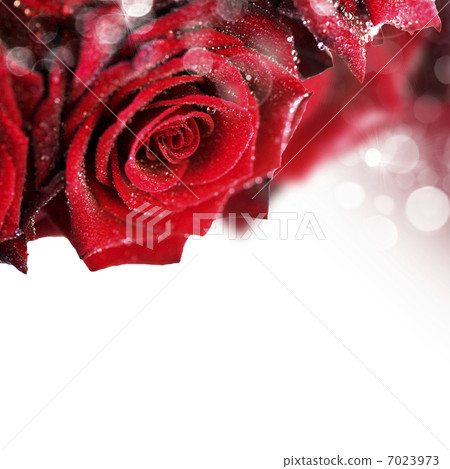 Beautiful Red Roses with water droplets 7023973