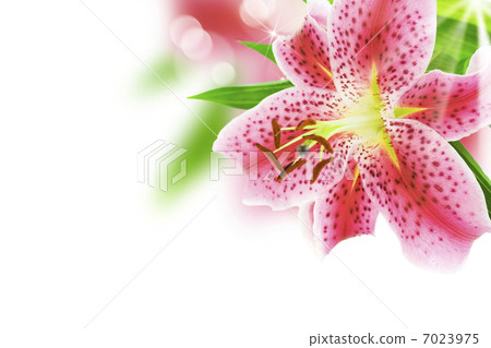 beautiful flower beautiful flower 7023975