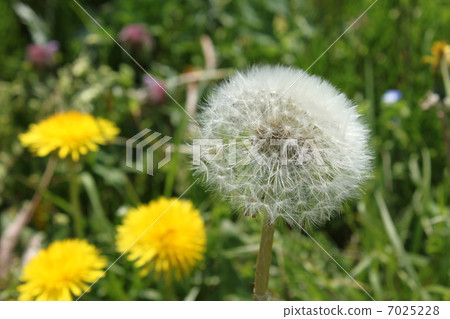 Dandelion's fluff 7025228
