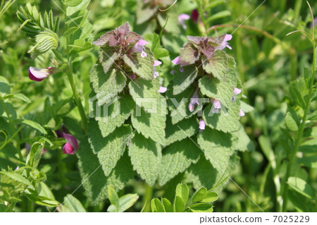 野草 野草 7025229