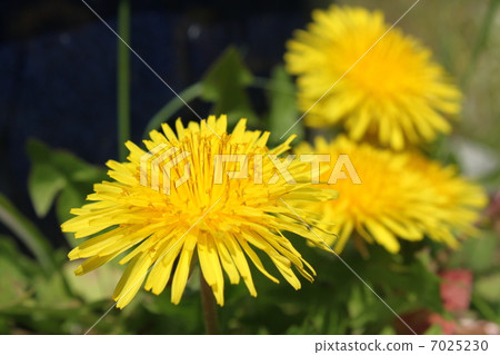  Dandelion 7025230
