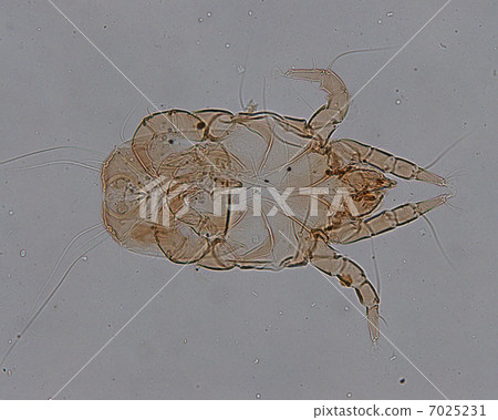 Dental mite 7025231
