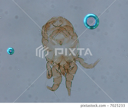 Dermatophagoid蟎 7025233