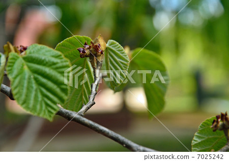 Tree · Masaku Manesaku Tree · Masaku Manesaku 7025242
