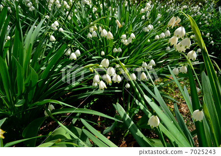 Plants · Snowflakes Higambunae Plants · Snowflakes Higambunae 7025243