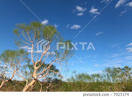 艾爾斯岩石區藍天和樹 7025374