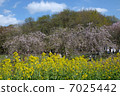 Spring color 7025442